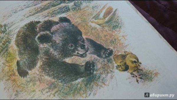 Д. мамин - Сибиряк «Медведко»