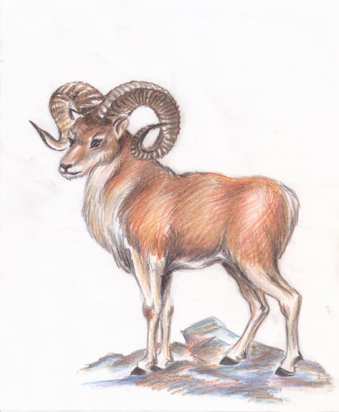 Архар Алтайский горный баран