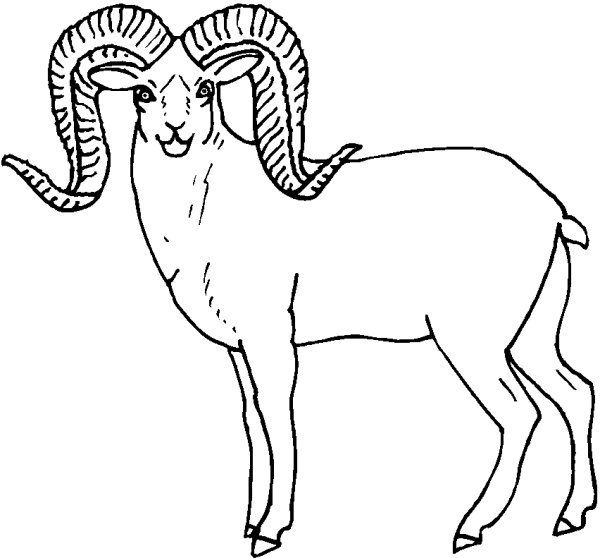Горный козел раскраска