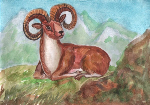 Дикий баран Хетагурова