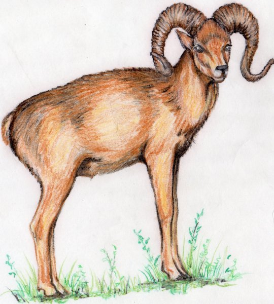 Алтайский баран аргали