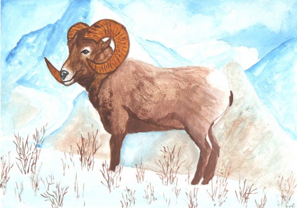 Хетагуров дикий баран