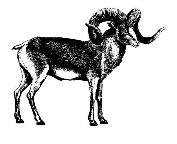Горный баран Марко поло