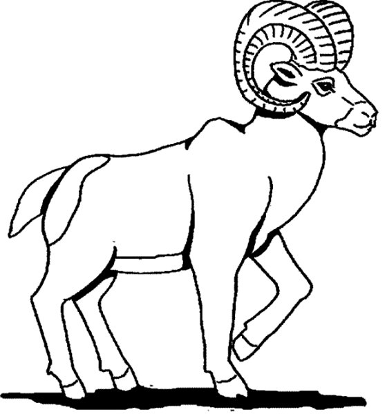 Горный баран раскраска