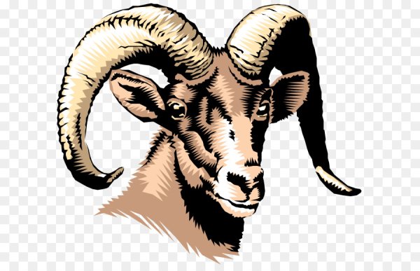 Алтайский горный баран раскраска