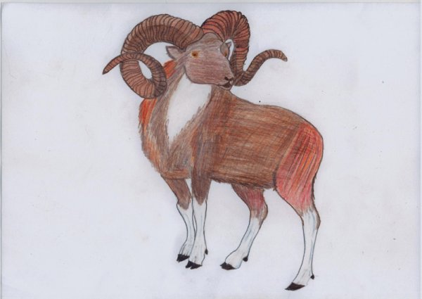 Тату горный баран