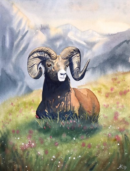 Крий (баран)