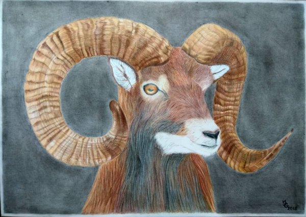 Алтайский баран аргали нарисовать