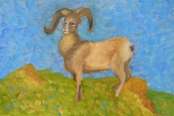 Алтайский горный баран разукрашка