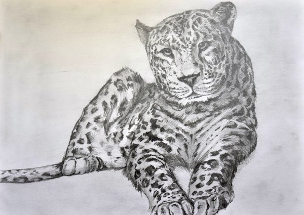 Дальневосточный Амурский леопард рисунок