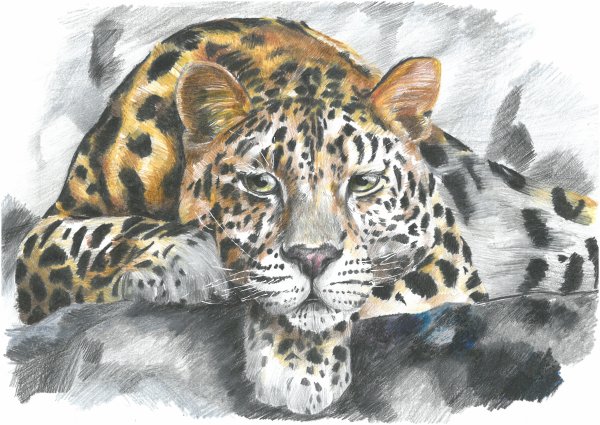Дальневосточный Амурский леопард рисунок