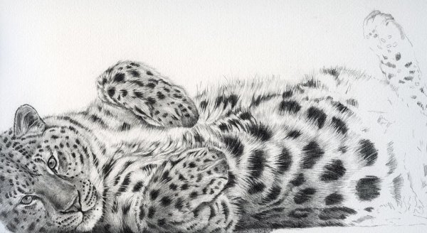 Дальневосточный леопард