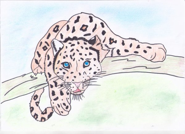 Дальневосточный Амурский леопард рисунок