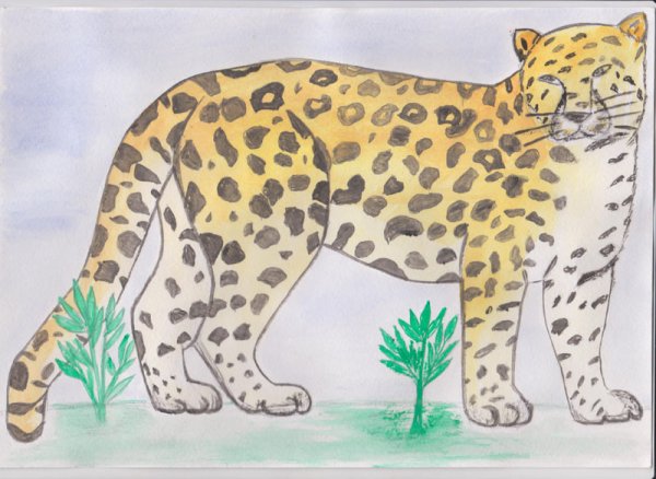 Дальневосточный леопард рисунок для детей