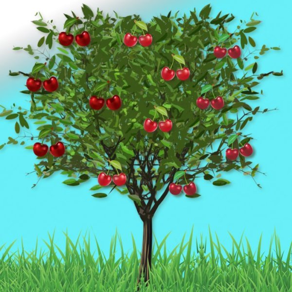 Дерево вишня для детей