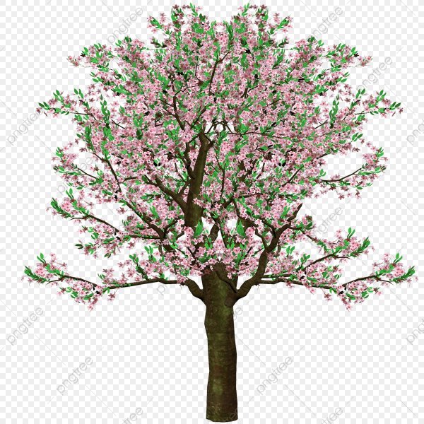 Слива дерево на белом фоне