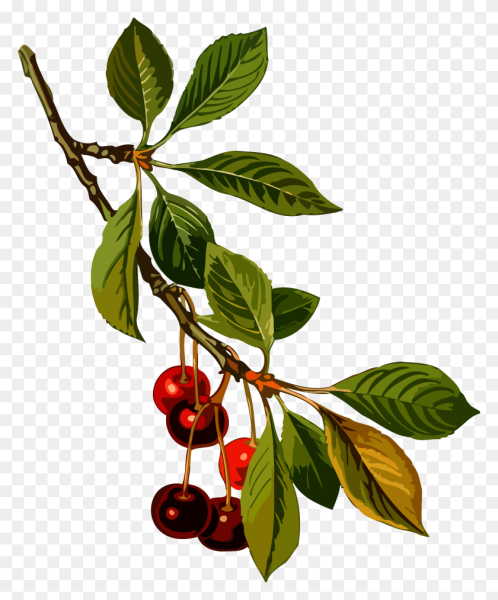 Вишневое дерево