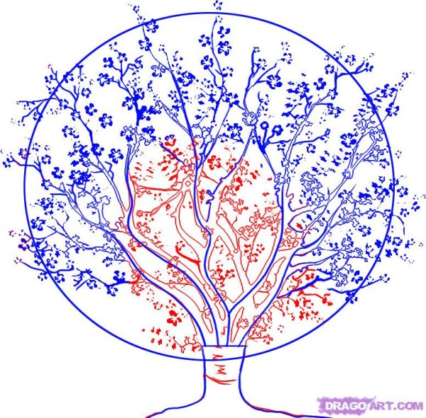 Вишня дерево рисунок карандашом
