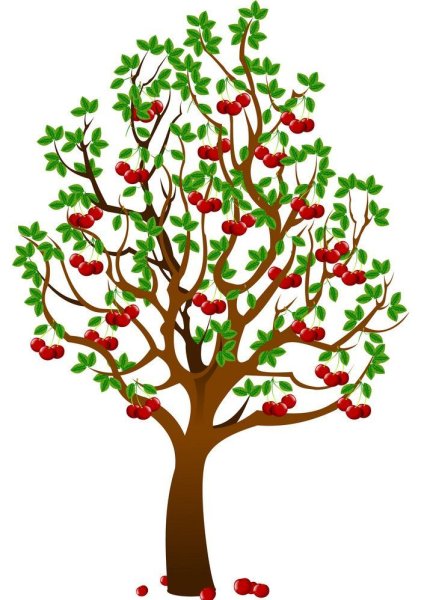 Дерево вишня для детей