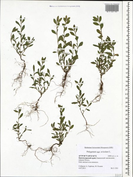 Птичья гречишка гречишка