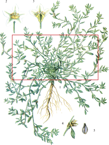 Горец птичий спорыш Фармакогнозия
