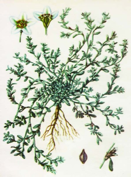 Барвинка малого трава ГФ