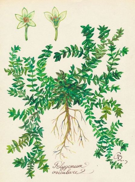 Горец птичий спорыш Фармакогнозия