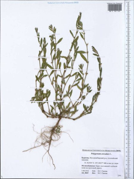 Полынь Птичья гречишка