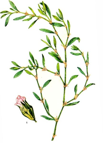 Горец птичий