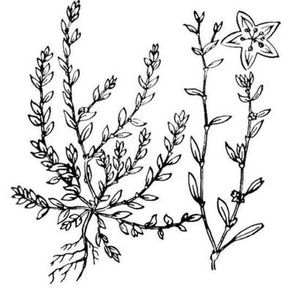 Горец птичий спорыш