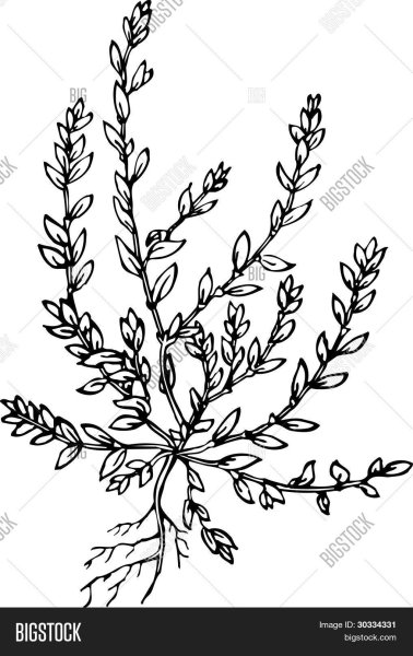 Горец птичий