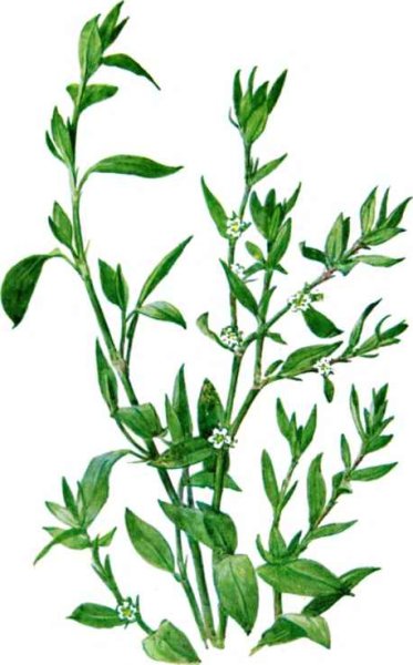 Горец птичий спорыш рисунок