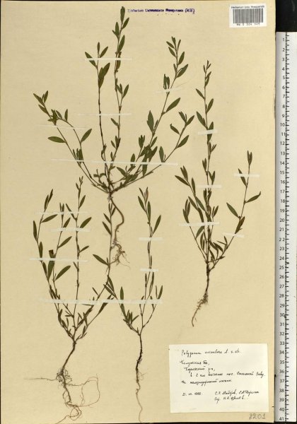 Горец птичий