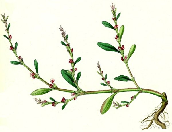 Горец птичий