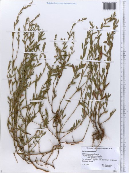 Раструб у горца птичьего