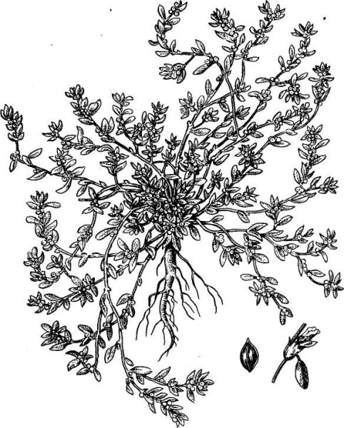 Спорыш трава рисунок