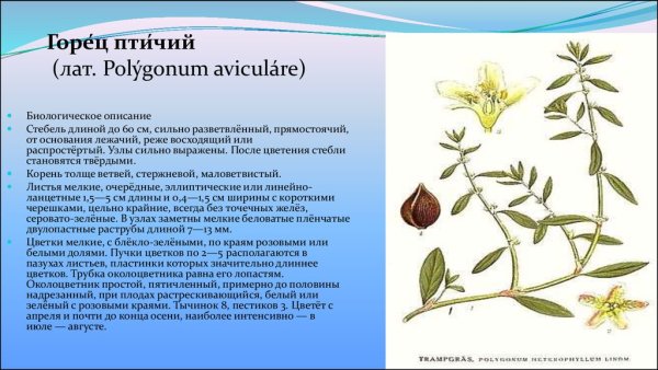 Птичья гречишка