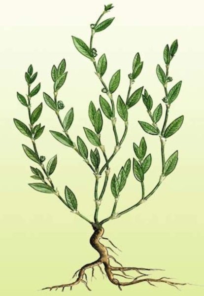 Горец птичий листорасположение