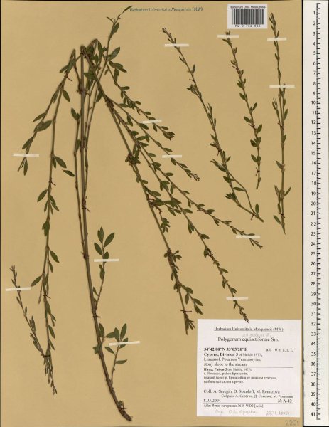 Спорыш Фармакогнозия