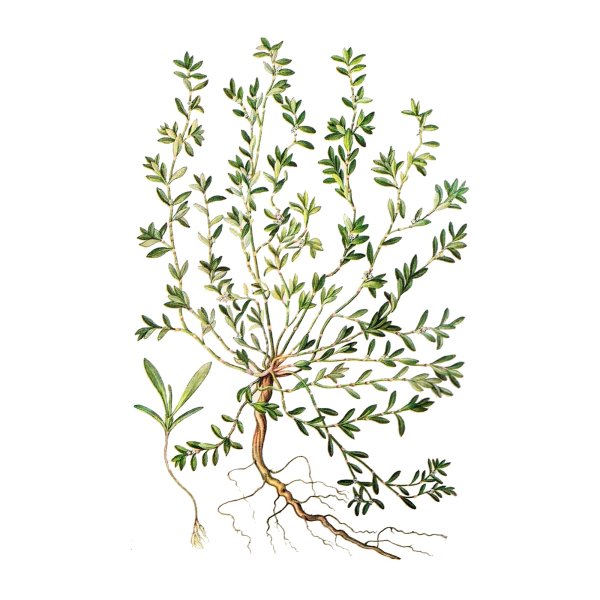 Раструб у горца птичьего