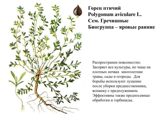 Спорыш (Горец) птичий — Polygonum aviculare l.