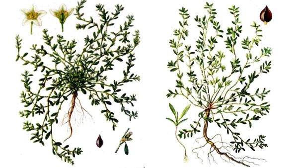 Горец птичий спорыш Фармакогнозия