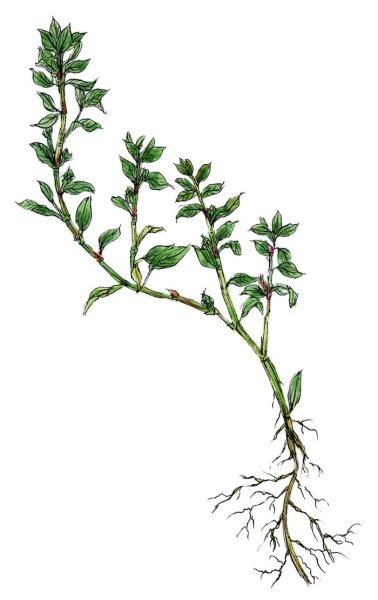 Горец птичий спорыш Фармакогнозия