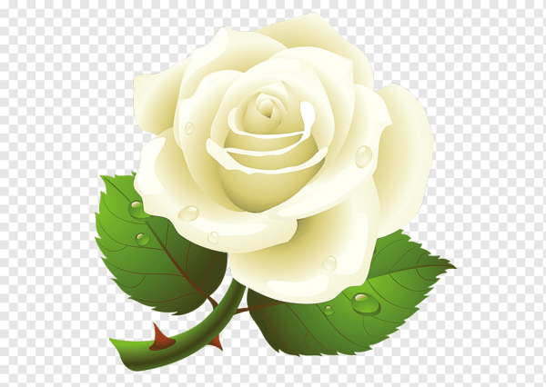 Белые розы на прозрачном фоне