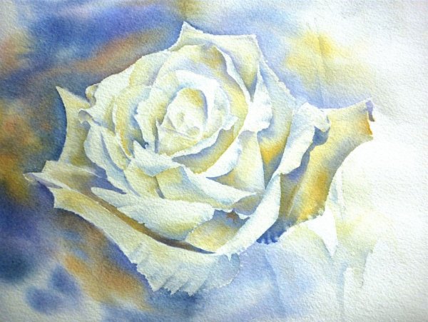 Белые розы акварель