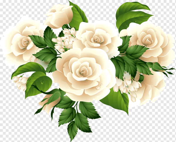 Белые розы вектор