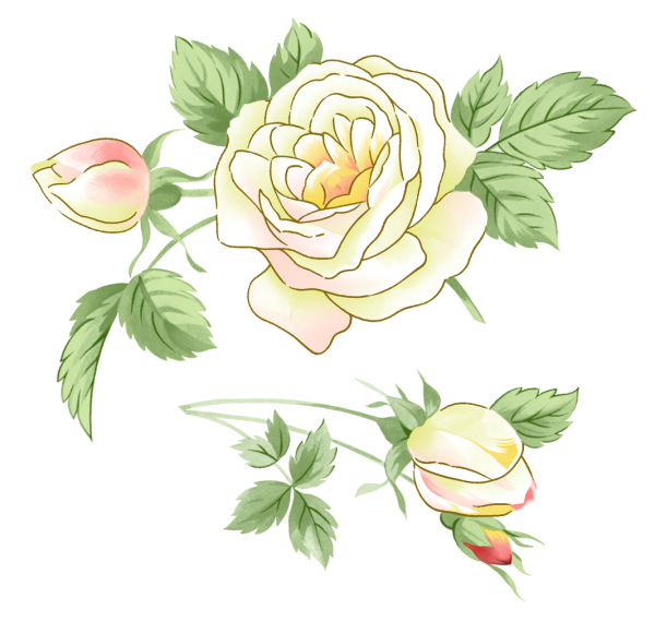 Белые розы вектор