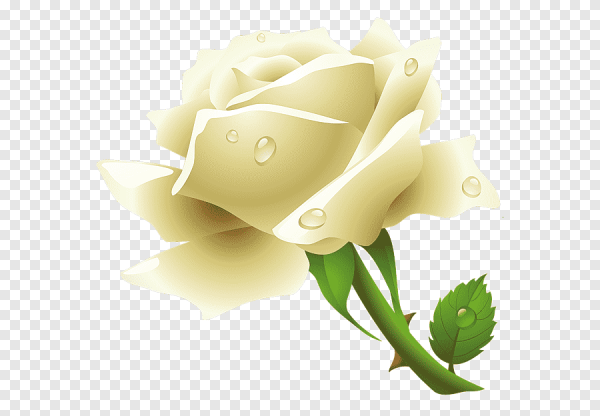 Кремовые розы на прозрачном фоне