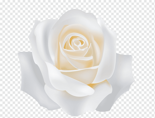 Белая роза на Светлом фоне