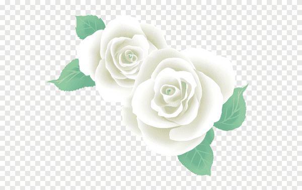 Белые розы вектор
